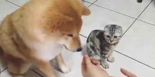 折耳猫娱乐吃瓜君,揭秘娱乐圈那些不为人知的幕后故事